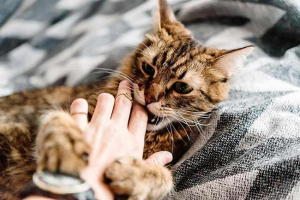 Как да повдигнете правилно коте